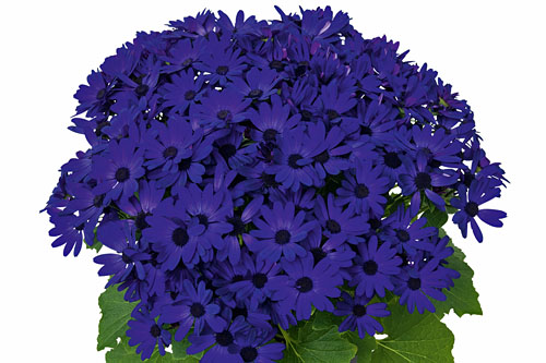 Fruehlingsflirt: Pericallis SENETTI Kobalt Blue