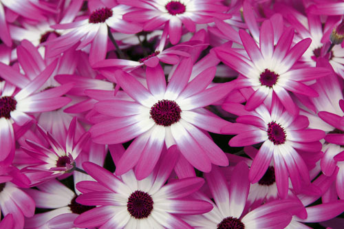 Pericallis SENETTI Magenta Bicolor