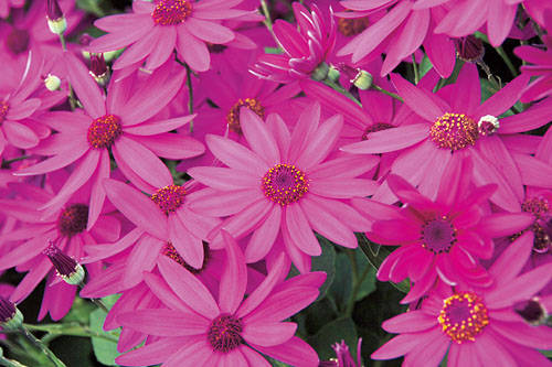 Pericallis SENETTI Magenta