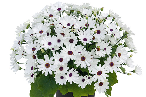 Pericallis SENETTI New White