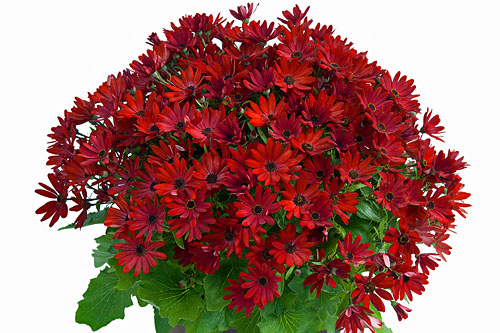 Pericallis SENETTI Orange Red