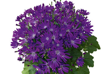 Pericallis SENETTI Violet