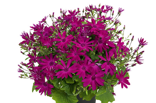 Pericallis SENETTI Vivid Pink