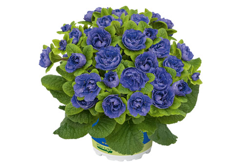 Fruehlingsflirt: Primula PRIMA BELARINA Blue Bird