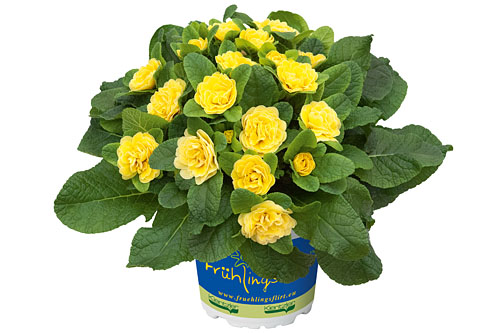 Primula BELARINA Buttercup Yellow