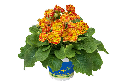 Fruehlingsflirt: Primula PRIMA BELARINA Carnival