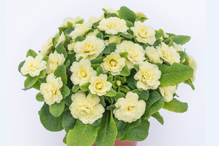 Primula BELARINA Lemon Chiffon