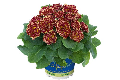 Fruehlingsflirt: Primula BELARINA Maple Sugar