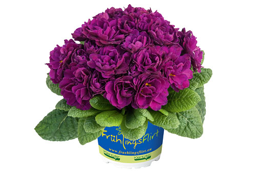 Fruehlingsflirt: Primula BELARINA Purple Diamond