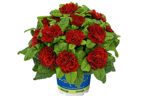 Primula BELARINA Scarletta