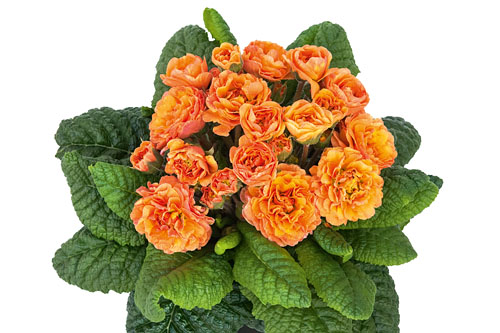 Primula PRIMA BELARINA Sweet Apricot