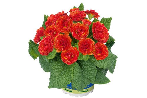 Fruehlingsflirt: Primula PRIMA BELARINA Tangerine Twist