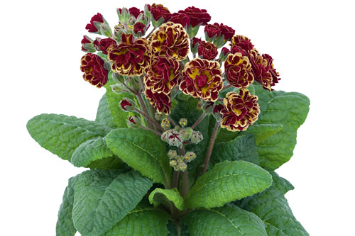 Fruehlingsflirt: Primula  Persian Weave