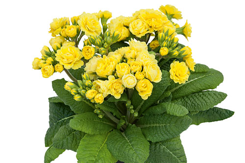 Primula POLLYANNA Fresh Lemon