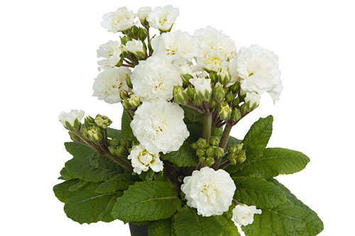 Primula POLLYANNA Frosty White