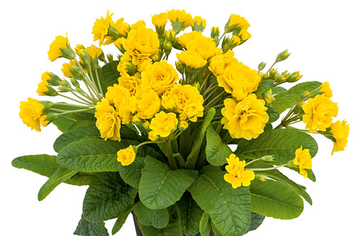 Primula POLLYANNA Sunny Yellow