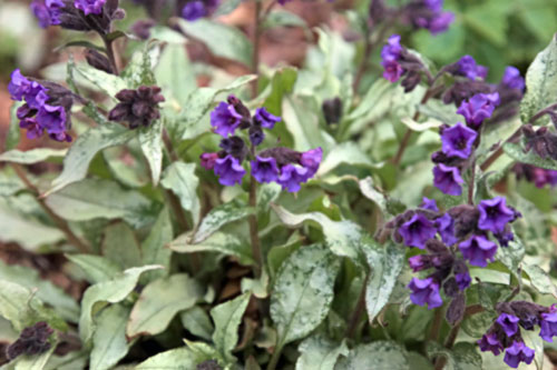 Fruehlingsflirt: Pulmonaria  Diana Claire