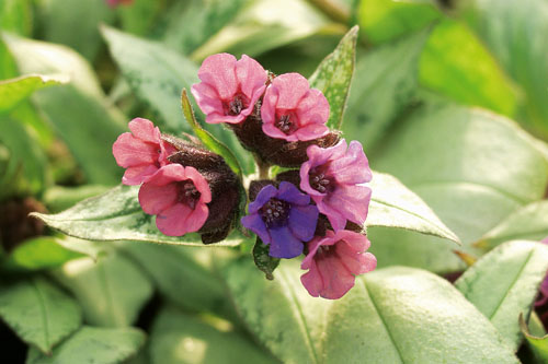Pulmonaria  Silver Bouquet Pulmonaria  Silver Bouquet