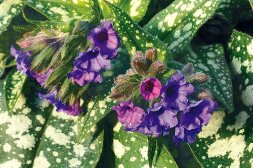 Pulmonaria  Trevi Fountain Pulmonaria  Trevi Fountain