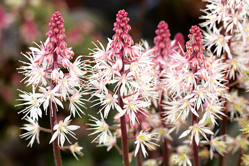 Tiarella Morning Star Tiarella Morning Star