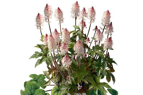 Tiarella Pink Torch Tiarella Pink Torch