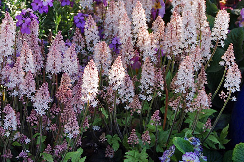 Tiarella Spring Symphony Tiarella Spring Symphony