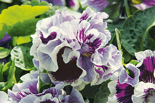 Viola RUFFLES Purple White Rim