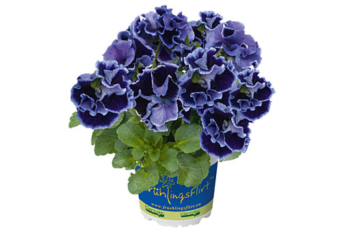 Viola RUFFLES Violet Majesty