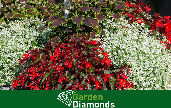 Garden Diamonds Garden Diamonds