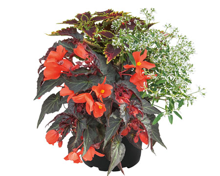 GardenDiamonds Dark Fire GardenDiamonds Dark Fire