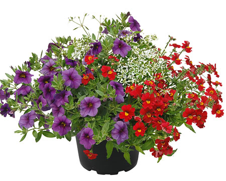 GardenDiamonds French Diamonds GardenDiamonds French Diamonds