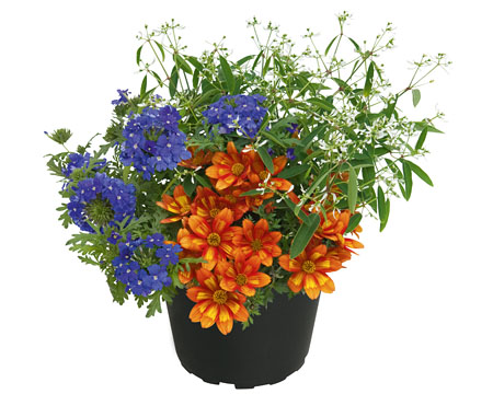 GardenDiamonds Funny Blue GardenDiamonds Funny Blue