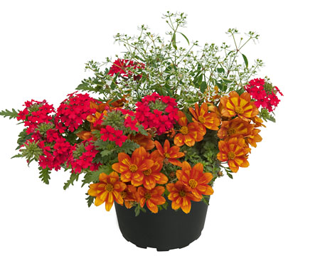 GardenDiamonds Funny Red GardenDiamonds Funny Red