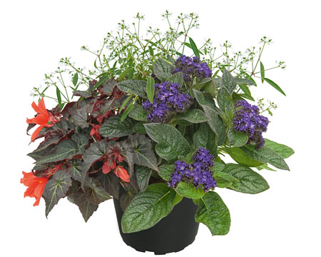 GardenDiamonds Midnight Elegance GardenDiamonds Midnight Elegance