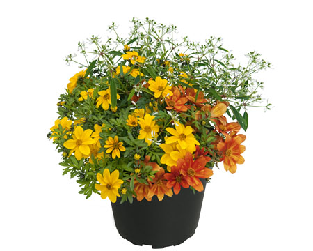 GardenDiamonds Sweet Funny GardenDiamonds Sweet Funny