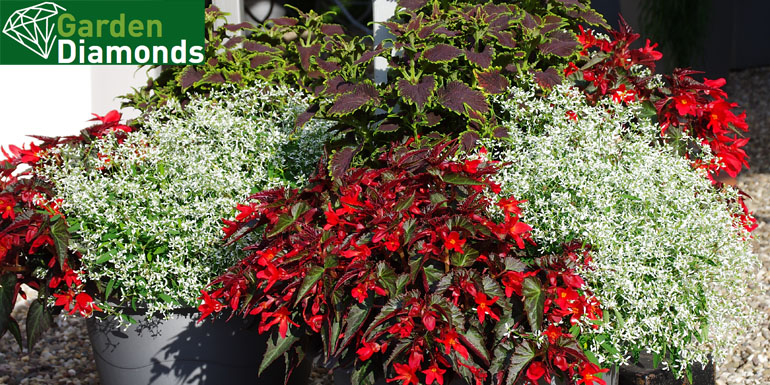 Garden Diamonds from Kientzler Young Plants