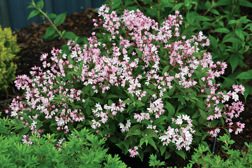 Gehölze: Deutzia YUKI Cherry Blossom