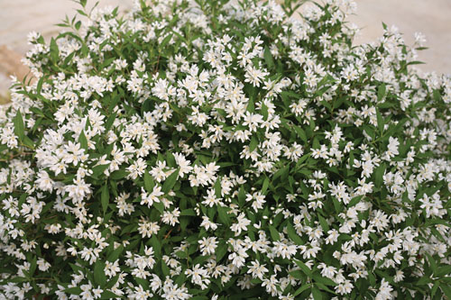 Gehölze: Deutzia YUKI Snowflake Gehölze: Deutzia YUKI Snowflake