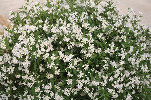 Gehölze: Deutzia YUKI Snowflake