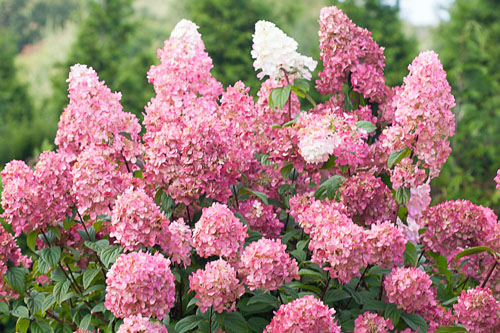 Gehölze: Hydrangea Fire Light Gehölze: Hydrangea Fire Light