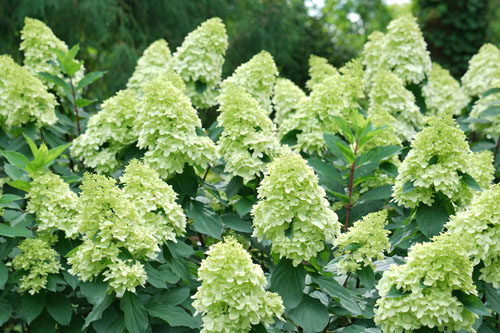 Gehölze: Hydrangea  Lime Light Prime