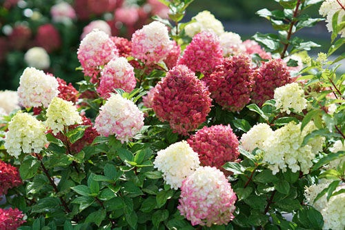 Gehölze: Hydrangea Little Lime Punch Gehölze: Hydrangea Little Lime Punch