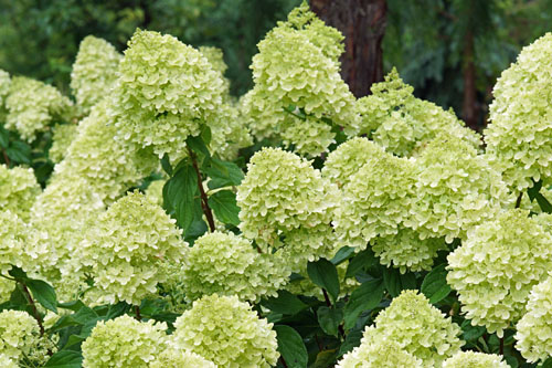 Gehölze: Hydrangea Little Lime Gehölze: Hydrangea Little Lime