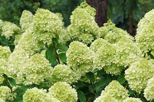 Gehölze: Hydrangea  Little Lime