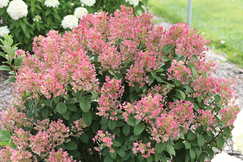 Gehölze: Hydrangea Little Quick Fire Gehölze: Hydrangea Little Quick Fire