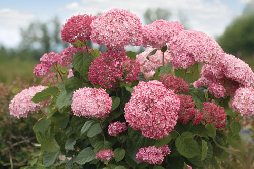 Gehölze: Hydrangea  Pink Annabelle