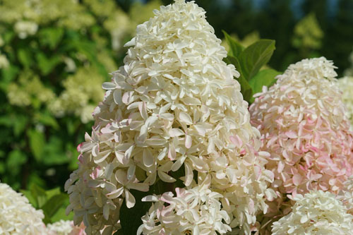 Gehölze: Hydrangea  Quick Fire Fab