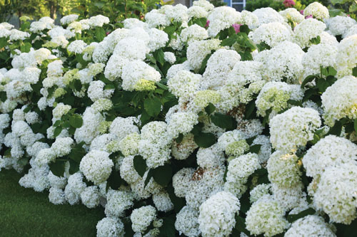 Gehölze: Hydrangea  Strong Annabelle