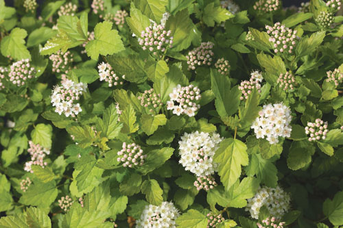 Gehölze: Physocarpus Tiny Wine Gold Gehölze: Physocarpus Tiny Wine Gold