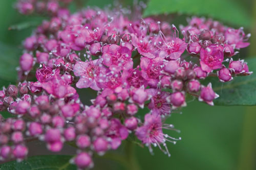 Gehölze: Spiraea DOUBLE PLAY Artist